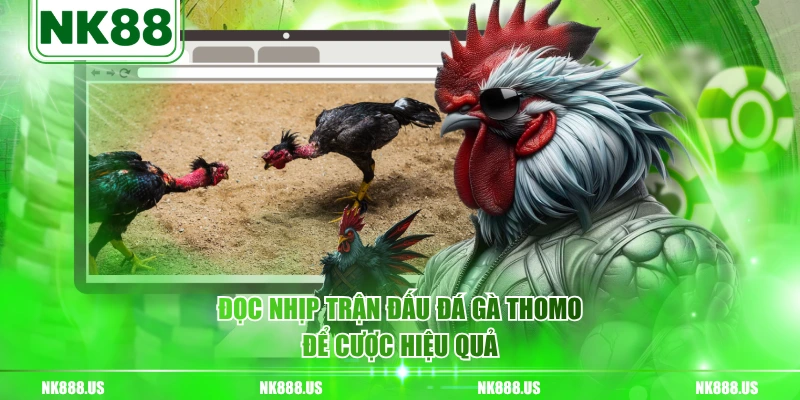 Đọc nhịp trận đấu đá gà Thomo để cược hiệu quả