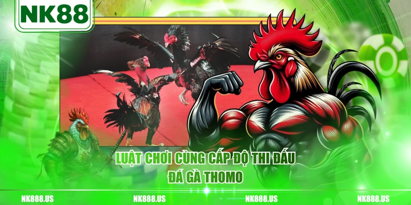 Luật chơi cùng cấp độ thi đấu đá gà Thomo