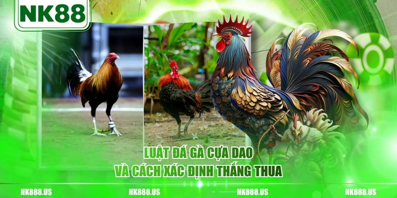 Luật đá gà cựa dao và cách xác định thắng thua