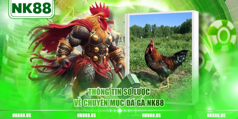 Thông tin sơ lược về chuyên mục đá gà NK88